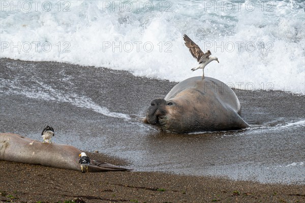 Southern elephant seal