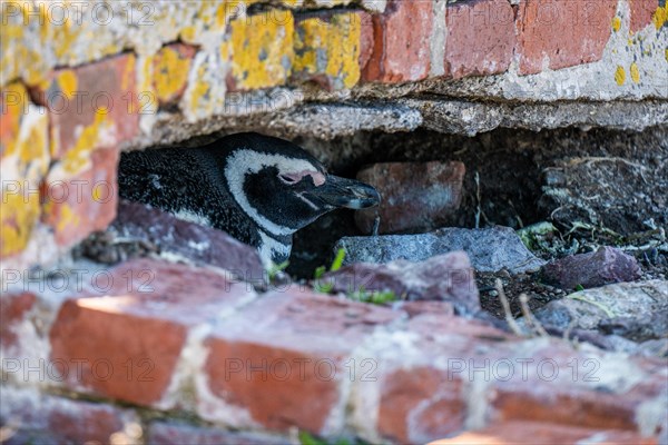 Magellanic penguin