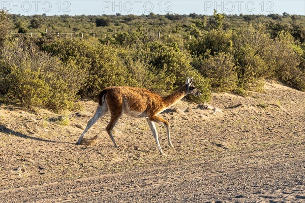 Guanaco