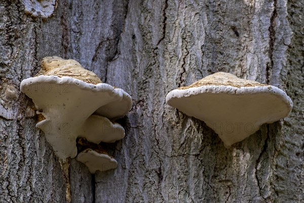 Mushrooms on a tree trunk