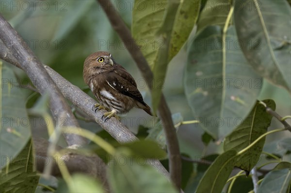 Ferruginous Pygmy-Owl