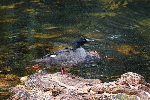 Brazilian merganser