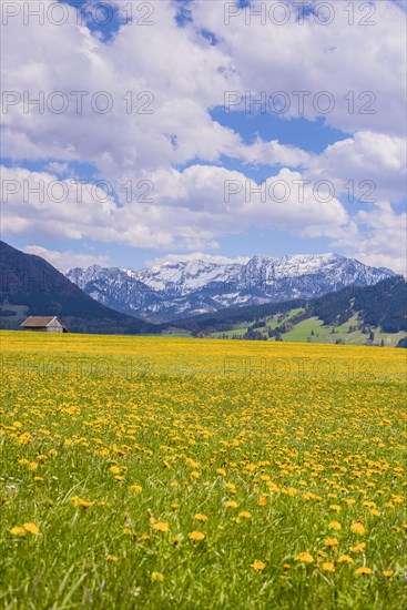 Blooming common dandelion