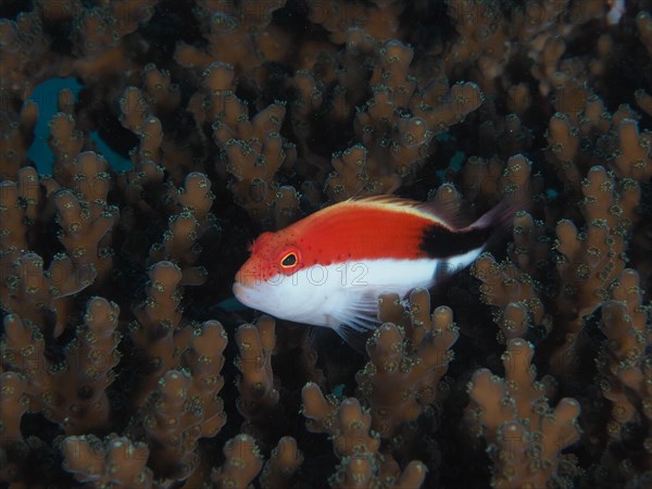 Juvenile black-sided hawkfish