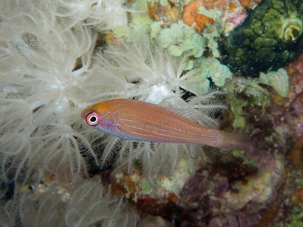 Juvenile Red Sea Dwarf Wrasse