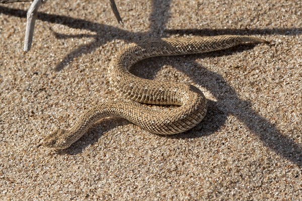 Dwarf puff adder