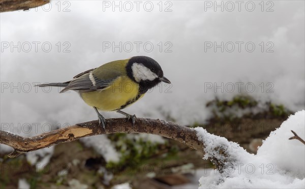 Great tit