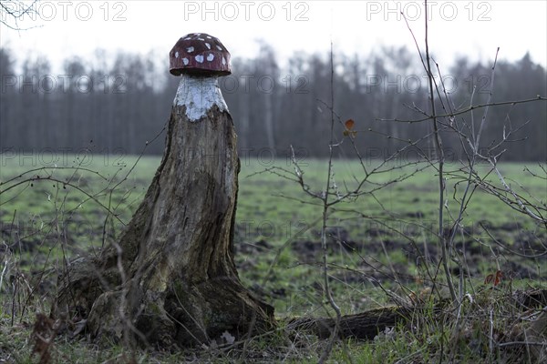 Fly agaric