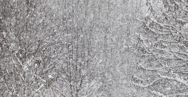 Heavy snowfall in deciduous forest