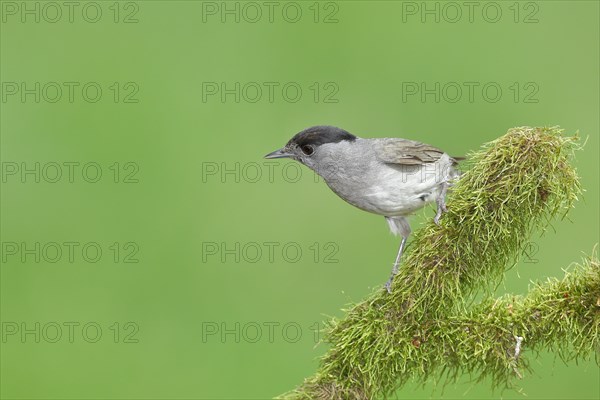 Blackcap