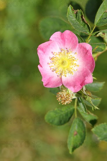 Dog rose