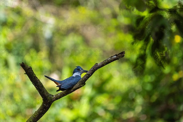 Ringed kingfisher