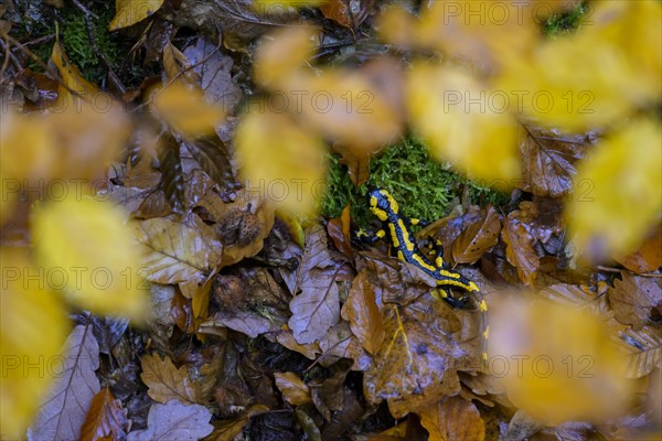 Fire salamander