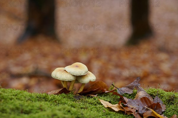 Sulphur tuft