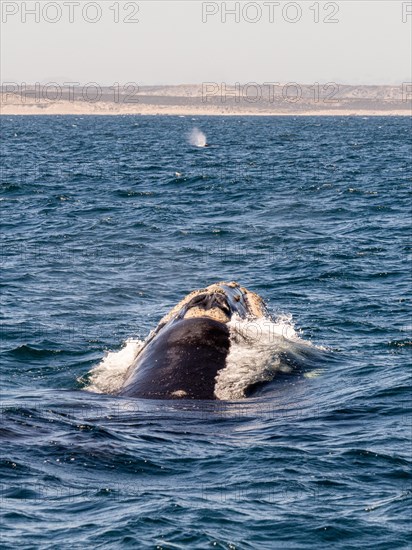 Southern right whale