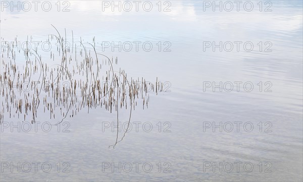 Reed structure in the water