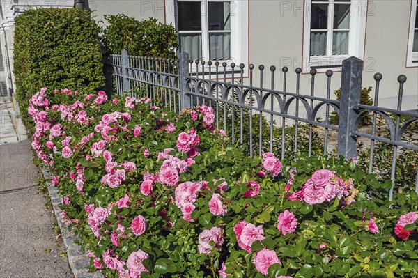 Metal fence and rose bed