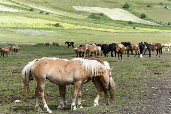 Haflinger horses and others