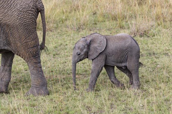 African elephant