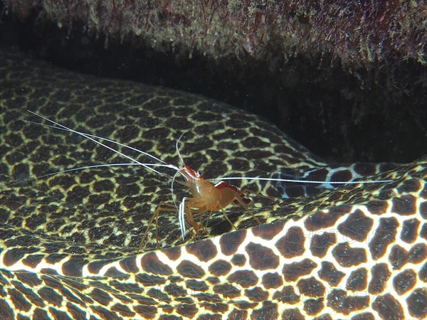 Pacific cleaner shrimp