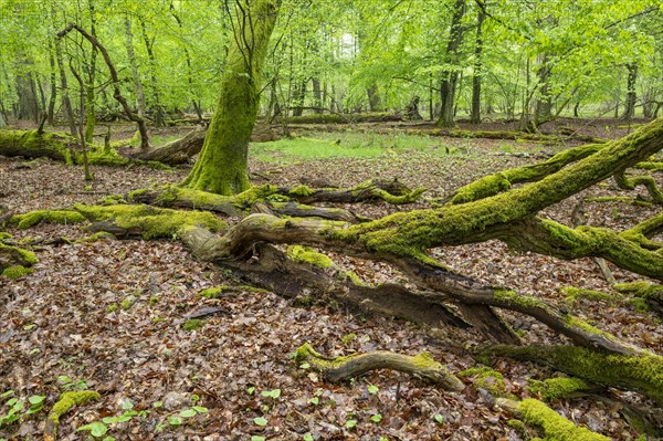 Near-natural deciduous forest