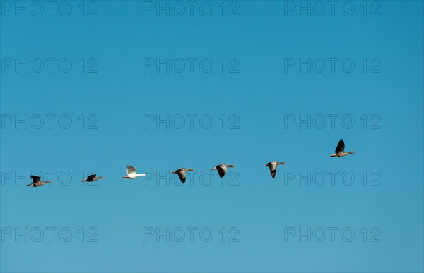 A row of wild geese or greylag geese