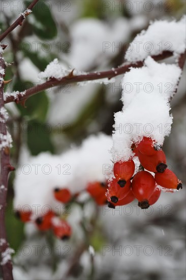 Rosehips in winter with snow