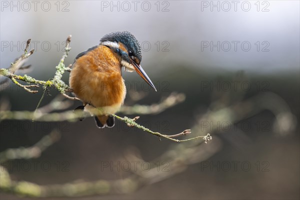 Common kingfisher