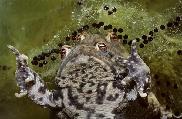 Couple of Common toads