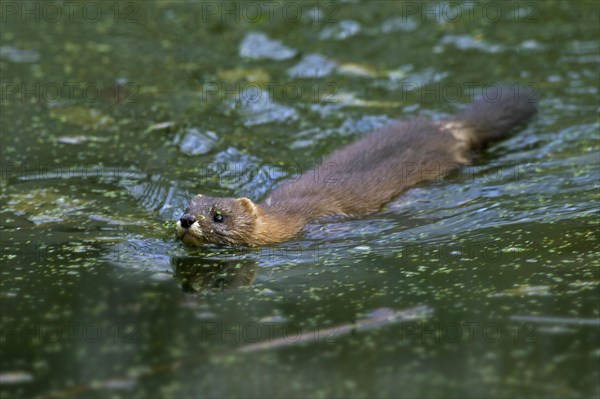 European mink