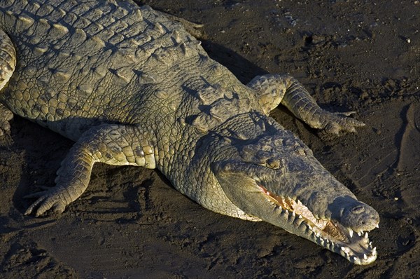 American crocodile