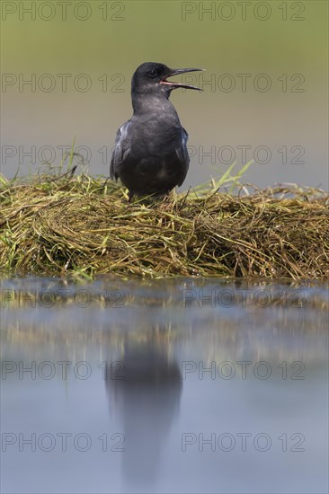 Black tern