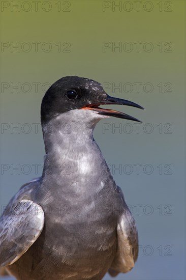 Close up portrait of black tern