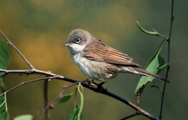 Common whitethroat