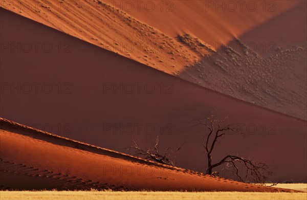 Dead trees in front of red sand dune of the Sossusvlei