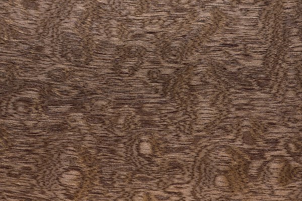 Wood grain of Sapele
