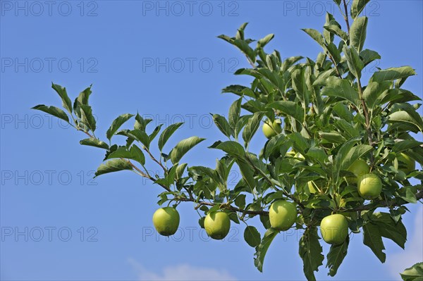 Close up of apple tree