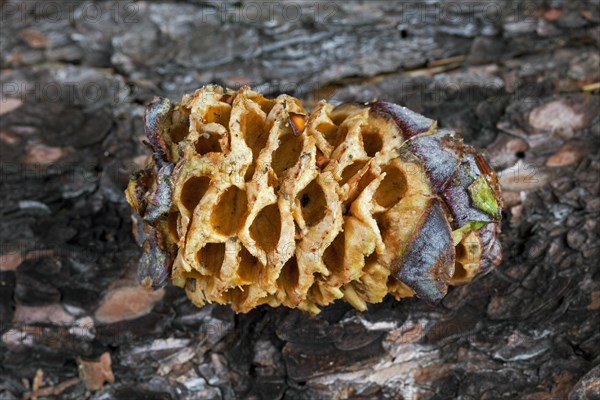 Cone of Swiss pine