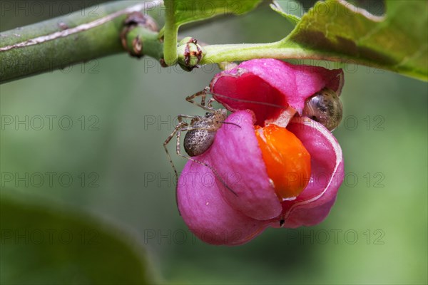 European spindle