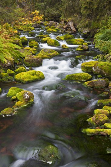 Moss covered boulders in stream Njupan