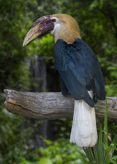 Blyth's hornbill