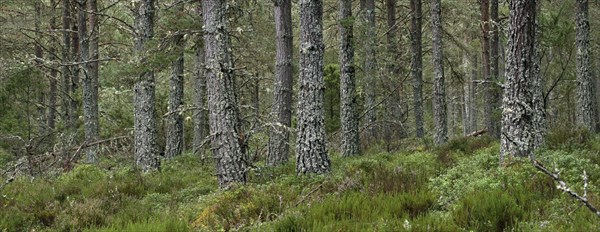 Scots Pine