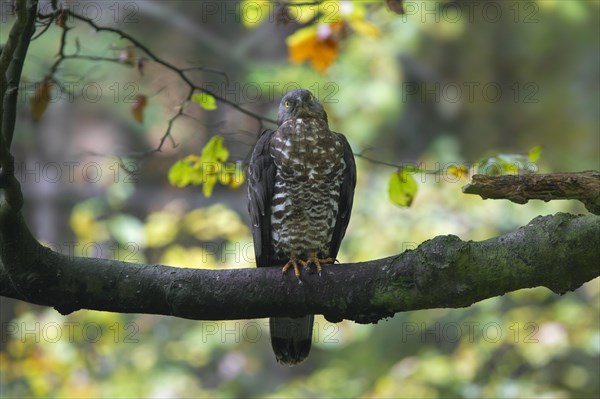 European honey buzzard