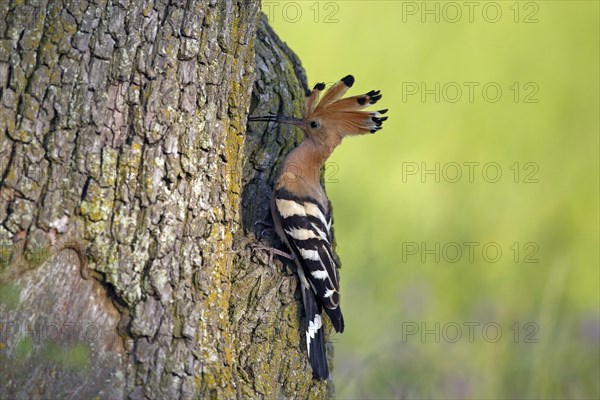 Eurasian hoopoe