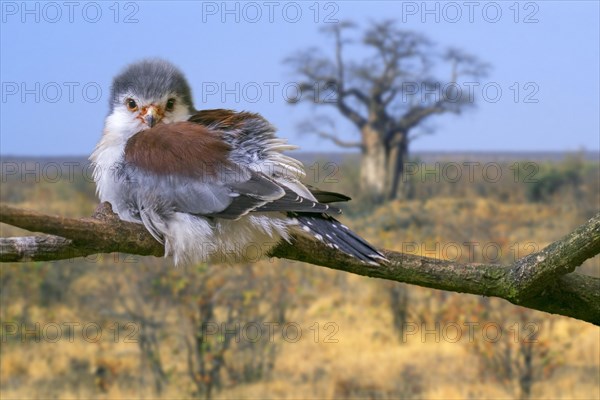 African pygmy falcon