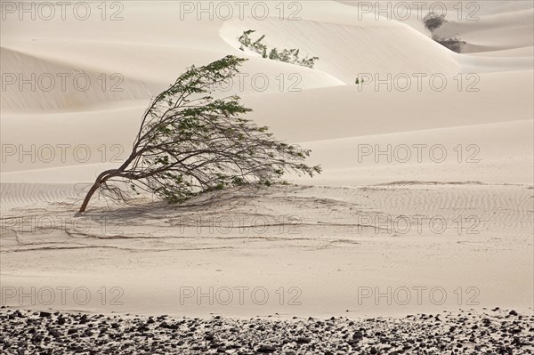 Shrubs growing in white sand dunes on the island Boa Vista