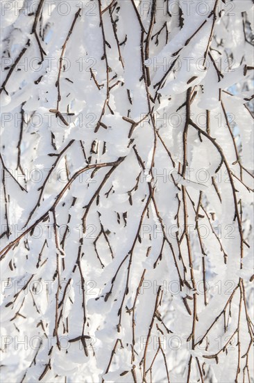 Twigs of broad-leaved tree covered in white hoar frost and snow in winter showing ice crystal formation pointing in same direction by wind