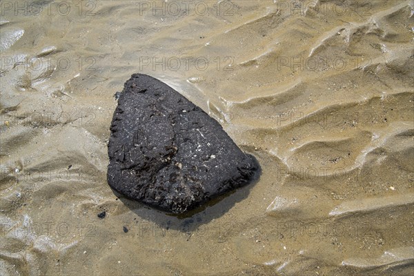 Black chunk of turf from exposed peat layer on the seabed washed ashore on sand beach along the North Sea coast