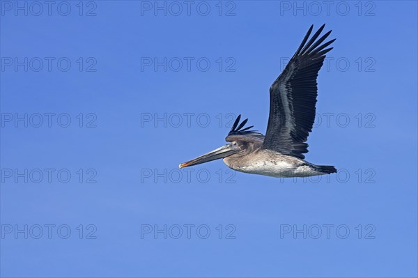 Brown pelican