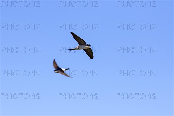 Two common house martins